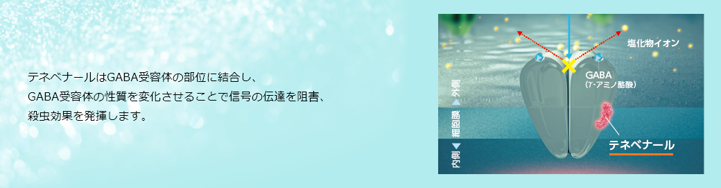 テネベナールはGABA受容体の部位に結合し、GABA受容体の性質を変化させることで信号の伝達を阻害し、殺虫効果を発揮します。