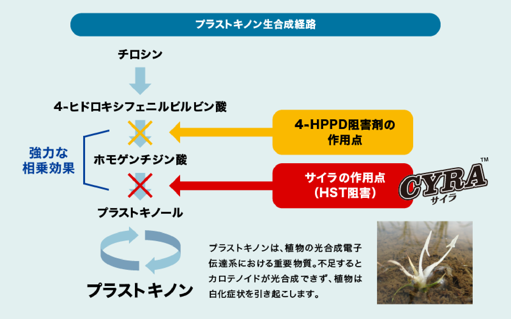 プラストキノン生合成経路