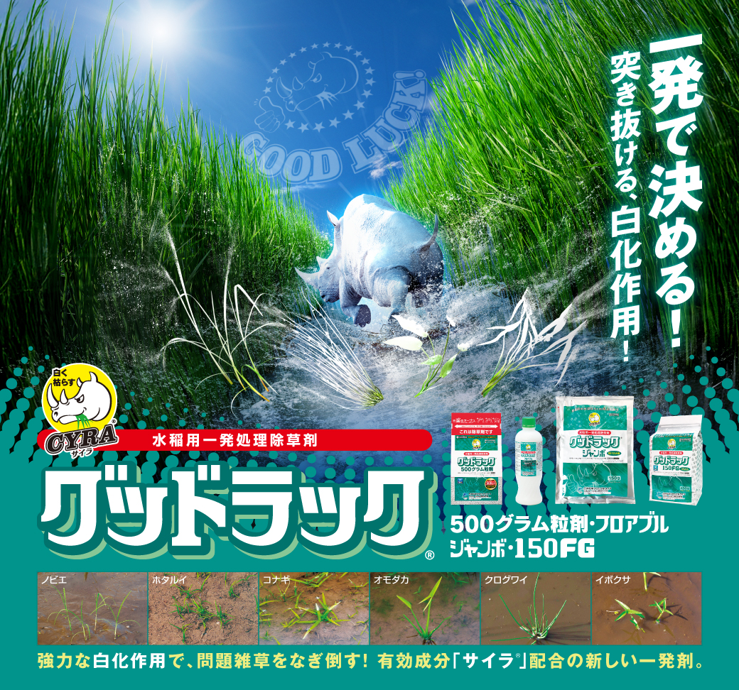 グッドラック