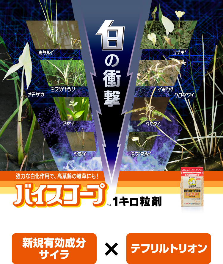 バイスコープ
