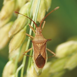 斑点米カメムシ類