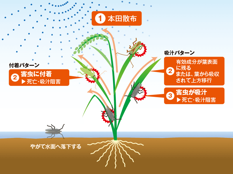 エミリアフロアブルの害虫被害抑制のメカニズム図