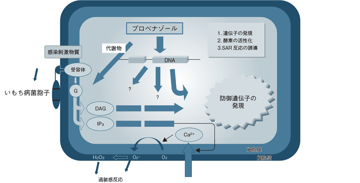 いもち病菌の侵入に対応するイネの感染シグナル伝達概念図