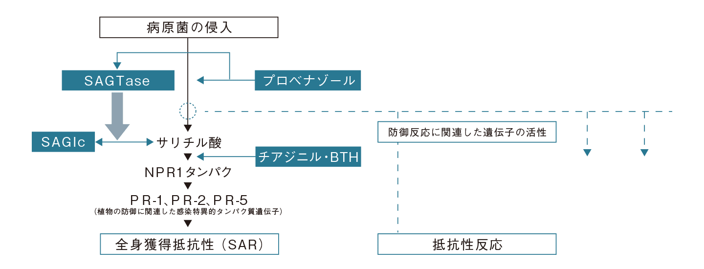 プロベナゾールで誘導される主なイネ遺伝子図