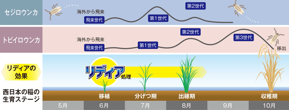 リディア箱粒剤　西日本の害虫発生パターンと残効イメージ図
