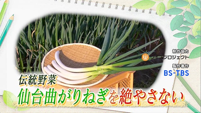 伝統野菜 仙台曲がりねぎを絶やさない