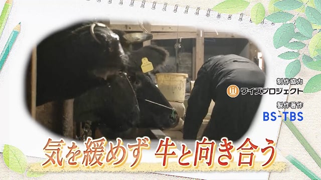 気を緩めず牛と向き合う