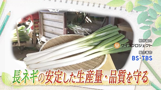 長ネギの安定した生産量・品質を守る