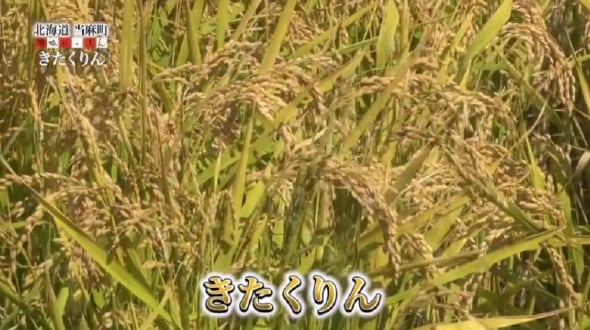きたくりん