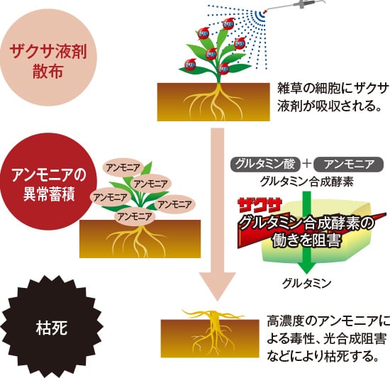 ザクサ液剤が雑草を枯らすメカニズム