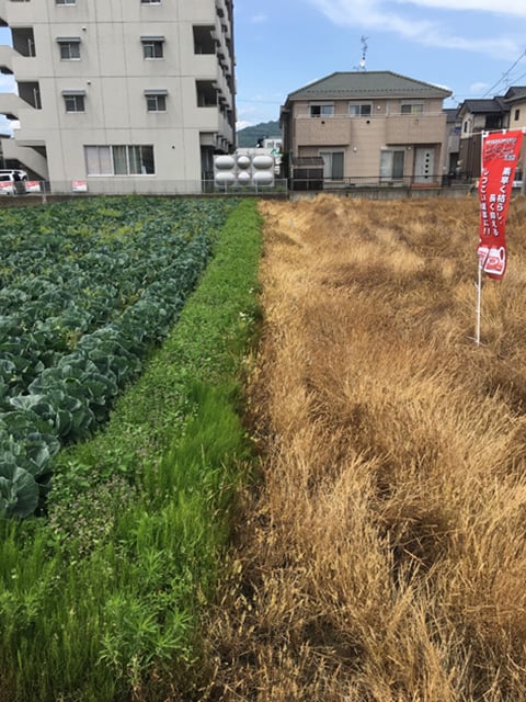 交差点横の圃場