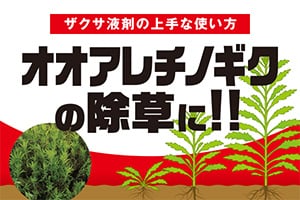 ザクサ液剤の上手な使い方　オオアレチノギクの除草に!!