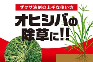 ザクサ液剤の上手な使い方　オヒシバの除草に!!