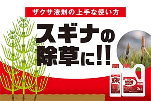 ザクサ液剤の上手な使い方　スギナの除草に!!