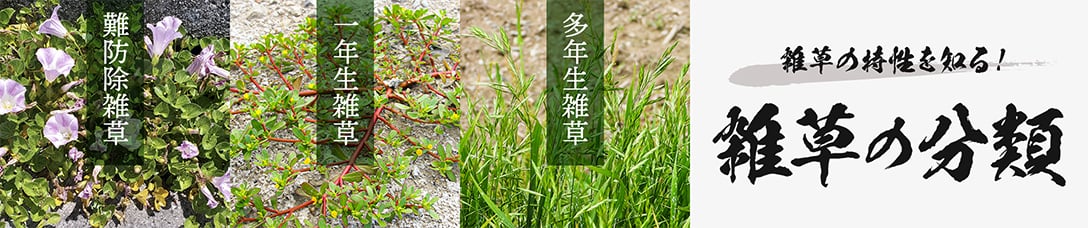 雑草の特性を知る！雑草の分類