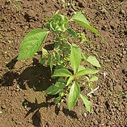 ザクサ液剤散布前のエノキグサの様子