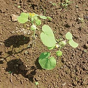 ザクサ液剤散布前のイチビの様子