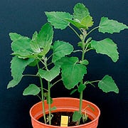 ザクサ液剤散布前のシロザの様子
