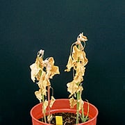 ザクサ液剤200倍散布7日後のシロザの様子