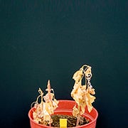 ザクサ液剤200倍散布14日後のシロザの様子