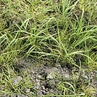 ザクサ液剤200倍散布7日後のスズメノテッポウの様子